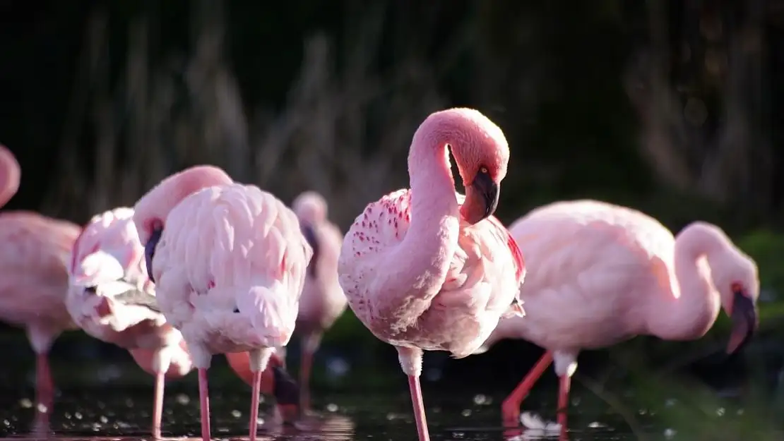 Flamingolar Neden Pembe, Sebebi Nedir?