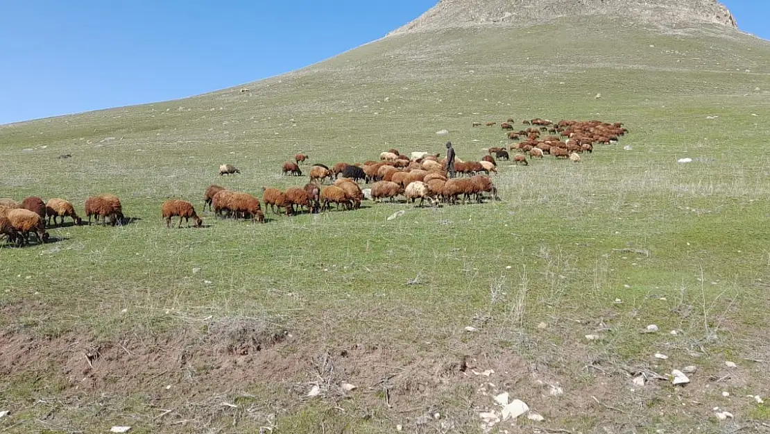 Ağrı'da ahır kapıları açıldı, hayvanlar meralara çıktı