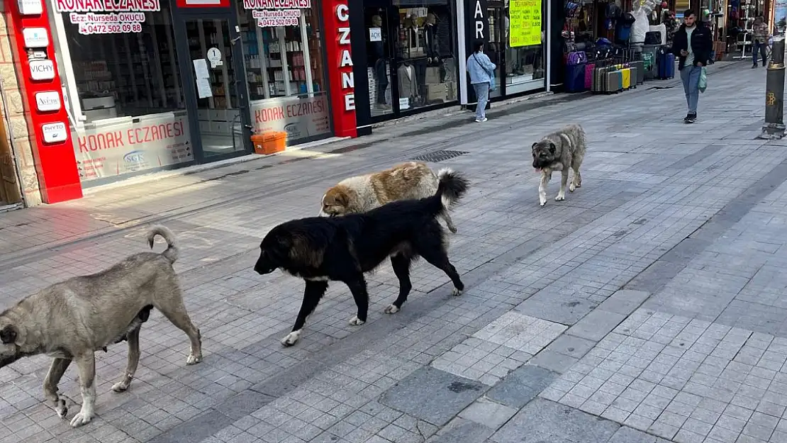 Ağrı'da köylerdeki köpekler şehir merkezine bırakılıyor