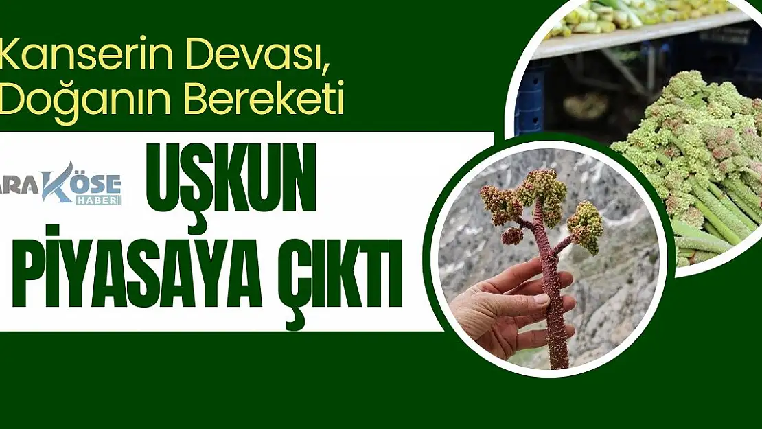 Kanserin Devası, Doğanın Bereketi: Uşkun Piyasaya Çıktı