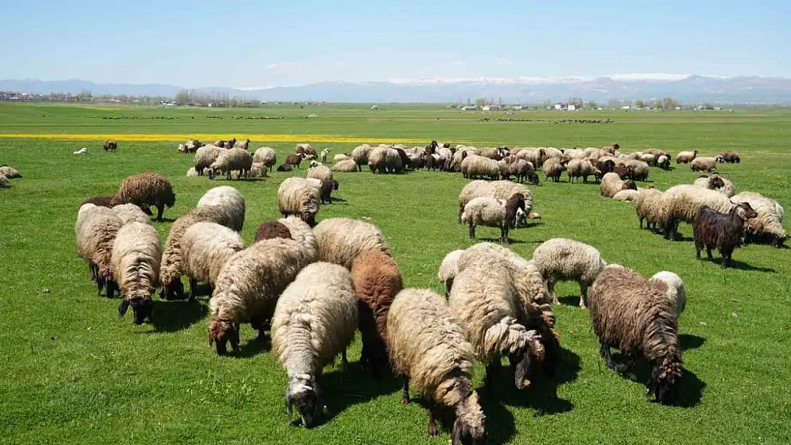Doğu'da Çoban Sorunu! 40 bin lira maaş..