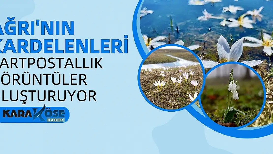 Ağrı'nın Kardelenleri Kartpostallık Görüntüler Oluşturuyor