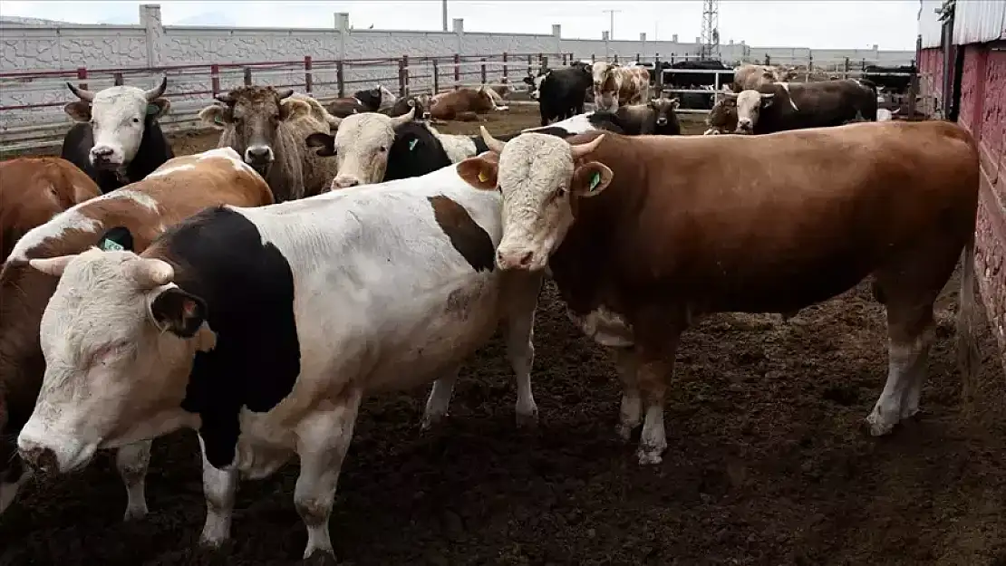 Kurbanlık fiyatları belli oldu mu? 2024 Kurbanlık fiyatları ne kadar?