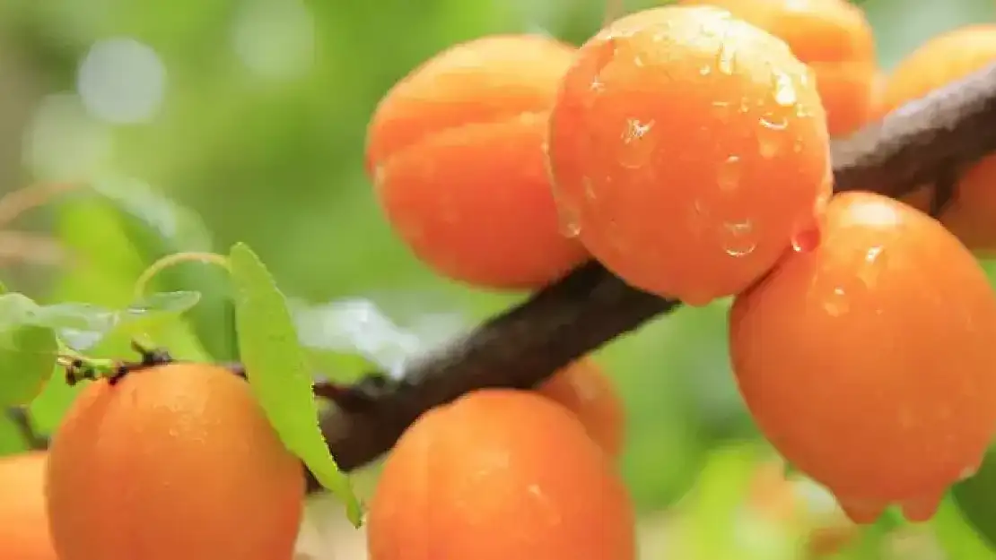 Rüyada kayısı toplamak ne demek?