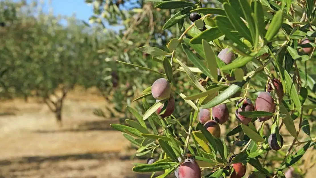 Rüyada zeytin ağacı görmek, zeytin ağacı dikmek ne anlama gelir?