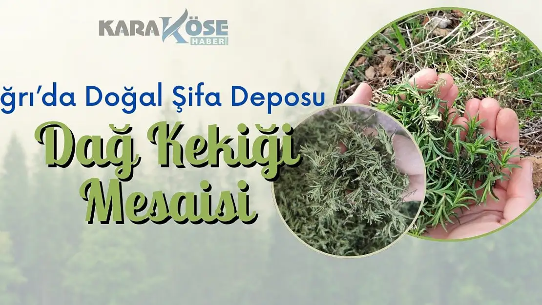 Ağrı'da Doğal Şifa Deposu Dağ Kekiği Mesaisi