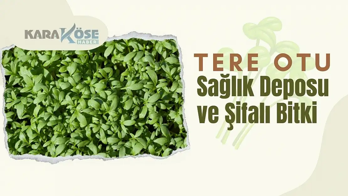 Tere Otu: Sağlık Deposu ve Şifalı Bitki