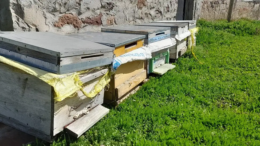 Ağrı'da arılar doğaya salındı