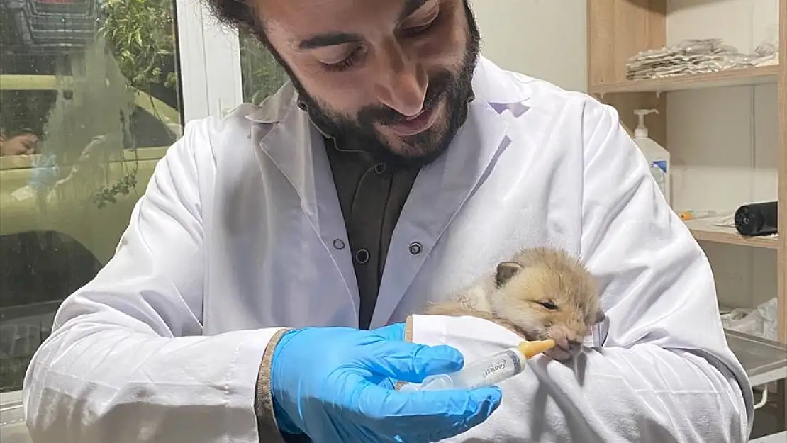 Kazı sırasında bulunan tilki yavruları koruma altına alındı