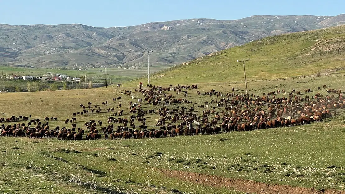 Ağrı'da göçerlerin yayla yolculuğu