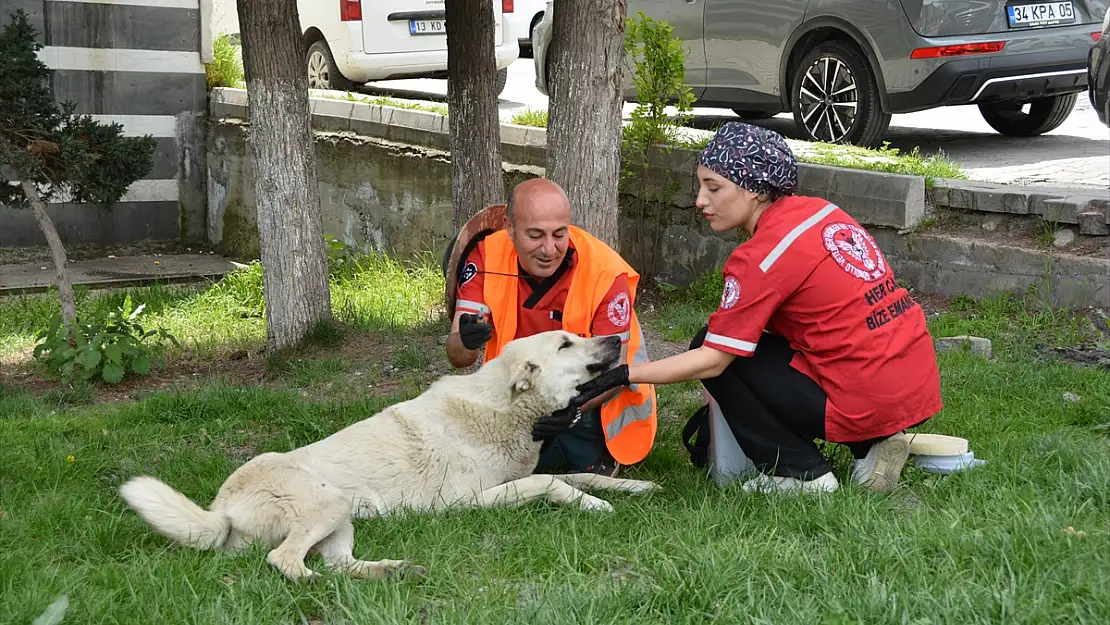 Tatvan'da sahipsiz hayvanlar aşılanıyor