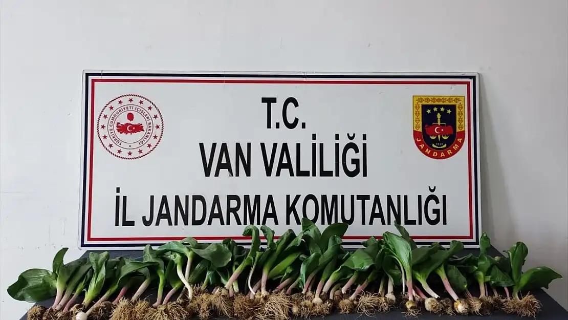 Van'da 'dev soğan' bitkisi toplayan 2 kişiye dev ceza