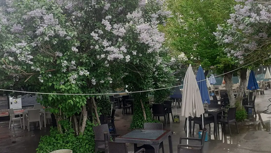 Ağrı'da yağmur sonrası çay bahçeleri boş kaldı