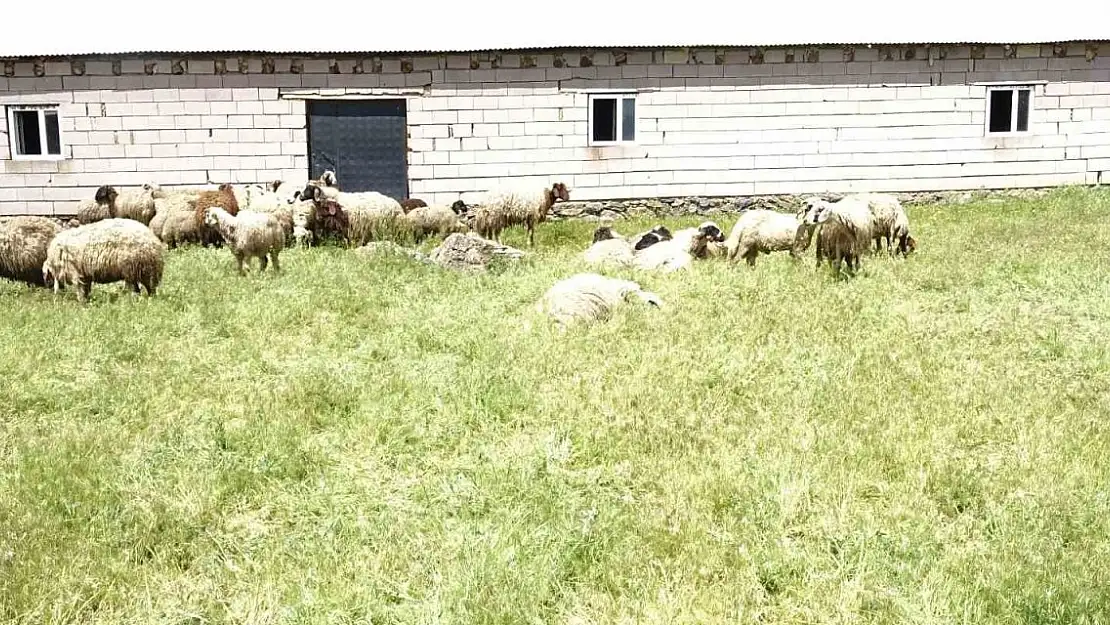 Erciş'te ahırda havasız kalan koyunlar telef oldu
