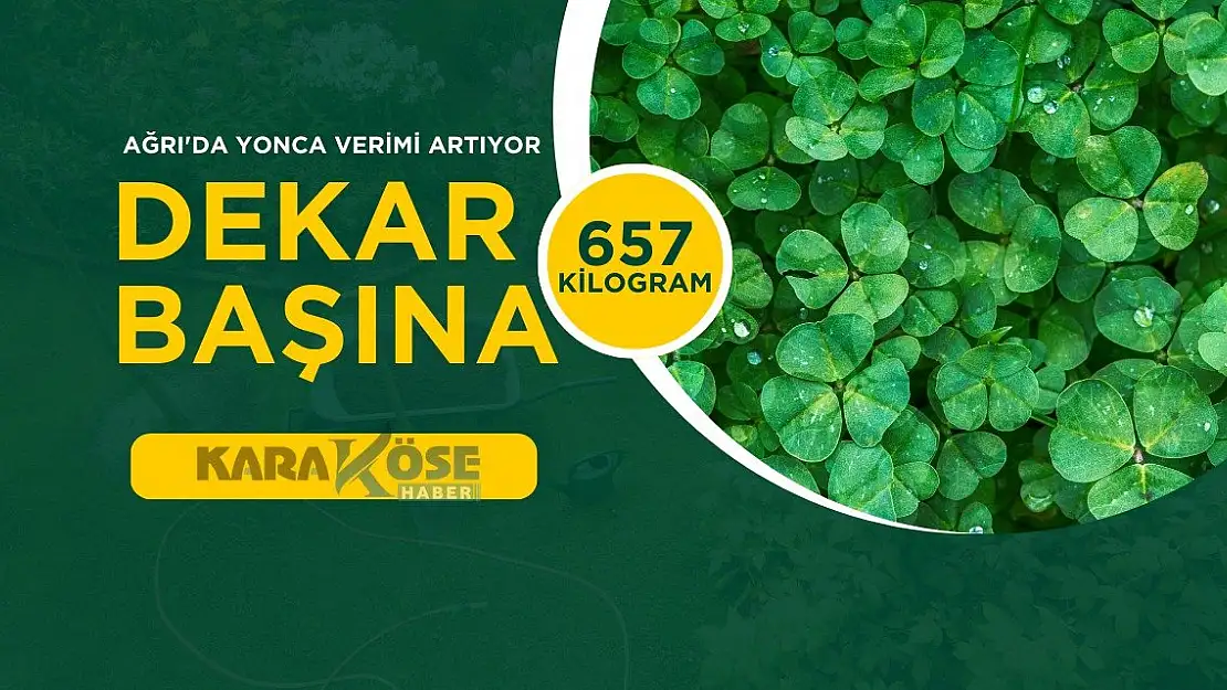 Ağrı'da Yonca Verimi Artıyor: Dekar Başına 657 Kilogram