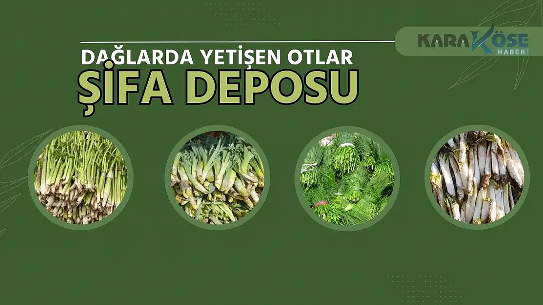 Ağrı'da dağlarda şifalı ot mesaisi