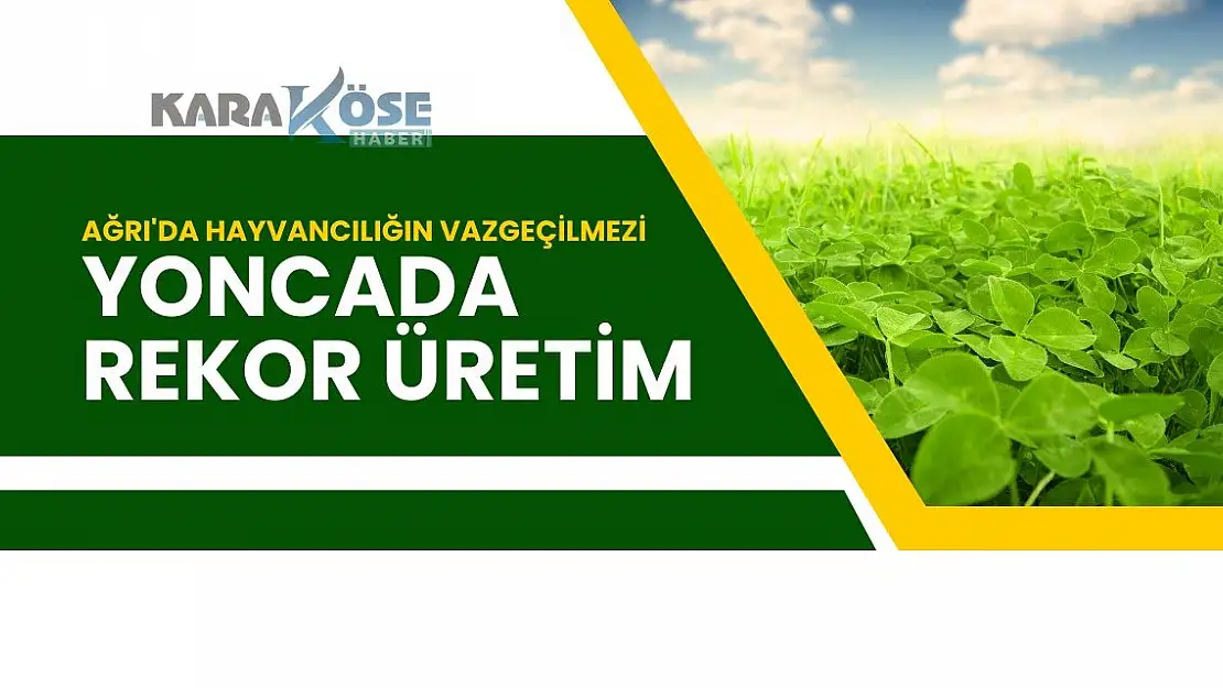 Ağrı'da Hayvancılığın Vazgeçilmezi Yoncada Rekor Üretim