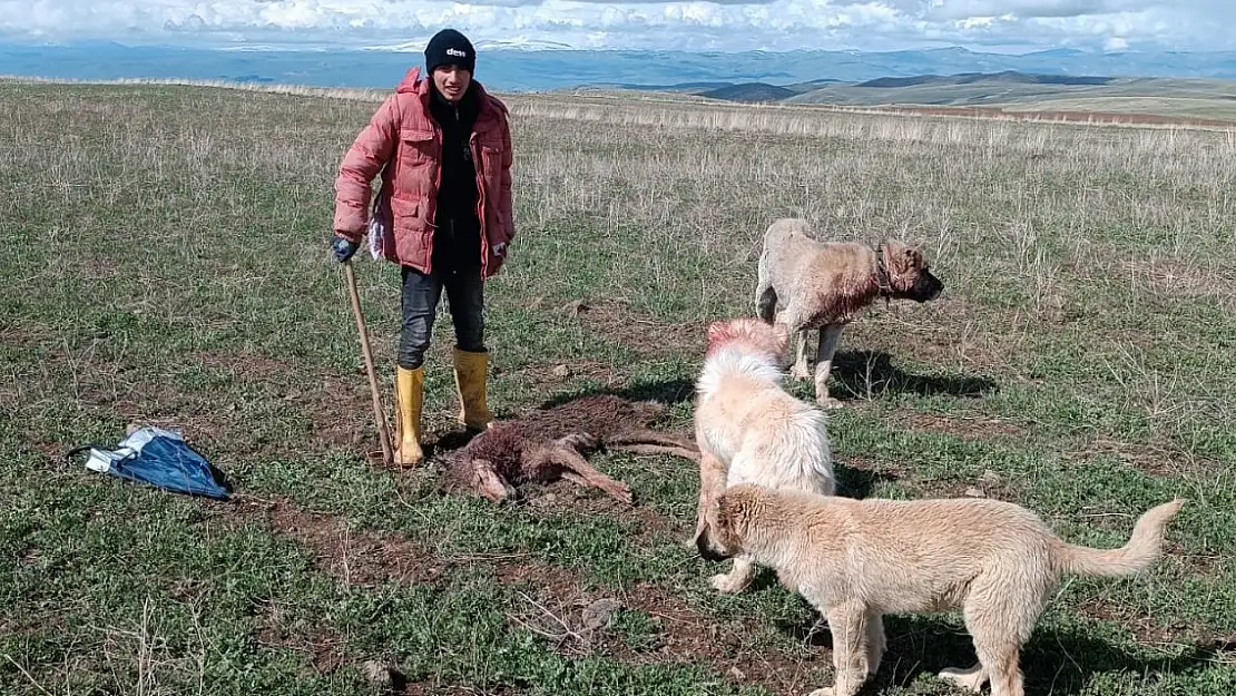 Sürüye saldıran kurdu köpekler telef etti