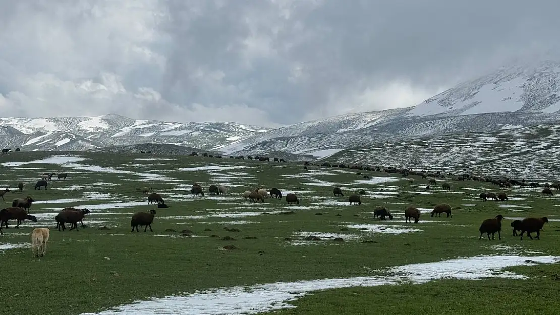 Karla Kaplı Meralarda Koyun Sürüleri Otlatılıyor