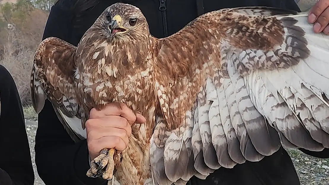Bozkır şahini iki yılda üç kıtada 48 bin 865 kilometre kanat çırptı