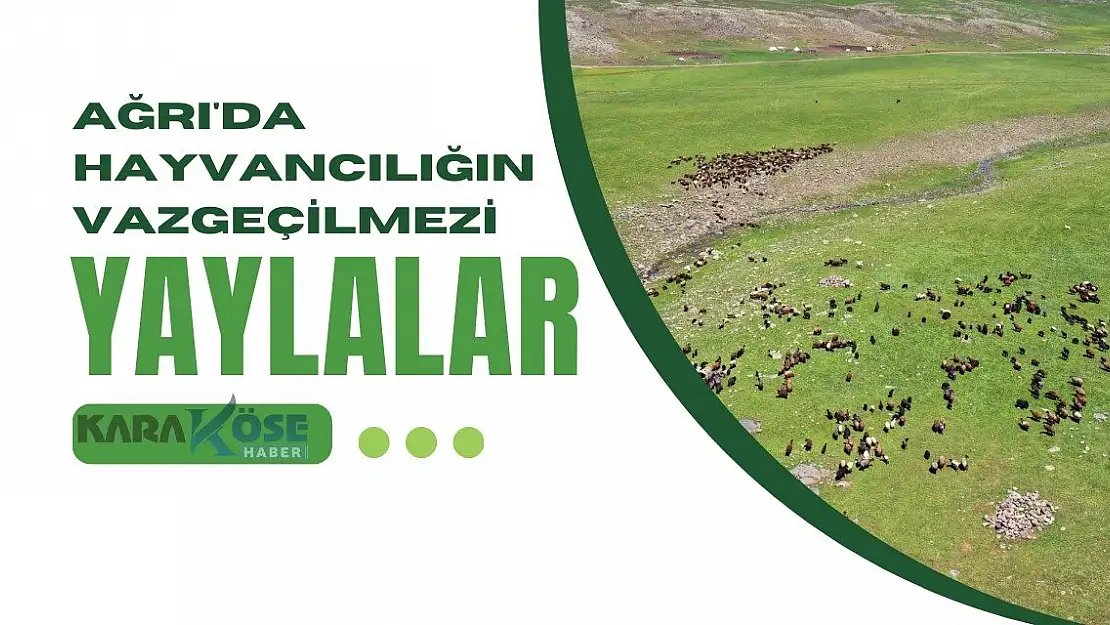 Ağrı'da Hayvancılığın Vazgeçilmezi Yaylalar