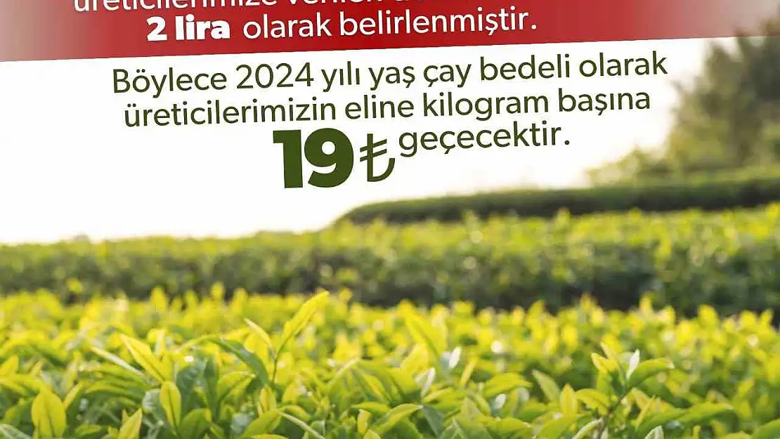 2024 yılı yaş çay alım fiyatı belli oldu