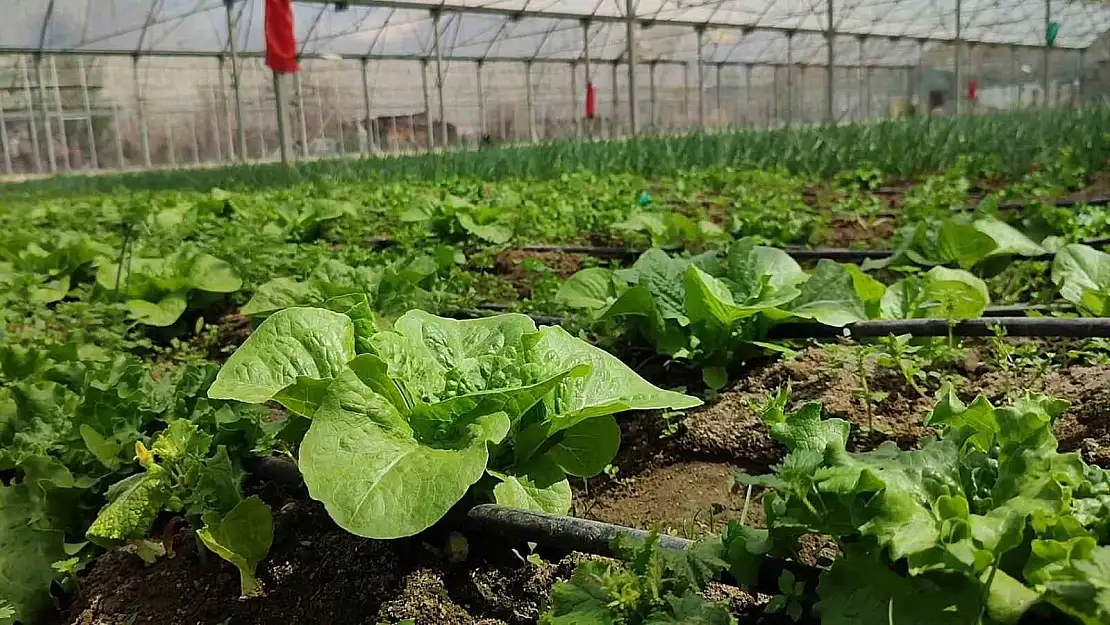 Doğu Anadolu'nun en büyük serasında sebze ihtiyacı karşılanıyor