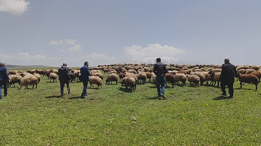 Besiciler yayla yolunu tutmaya başladı