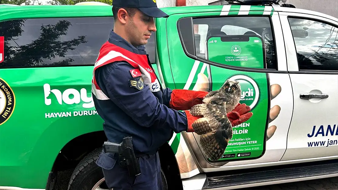 Ağrı'da yaralı baykuş tedavi altına alındı