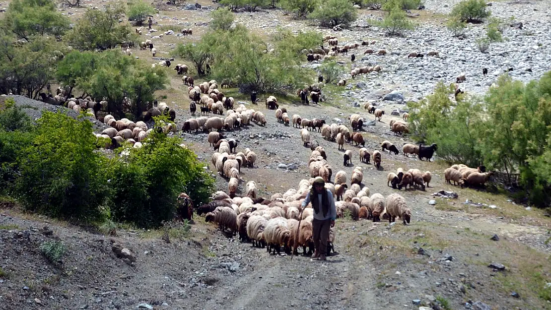 Muşlu besicilerin yayla yolculuğu başladı