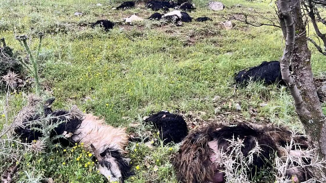 Uludere'de yıldırım düştü, 5 keçi telef oldu