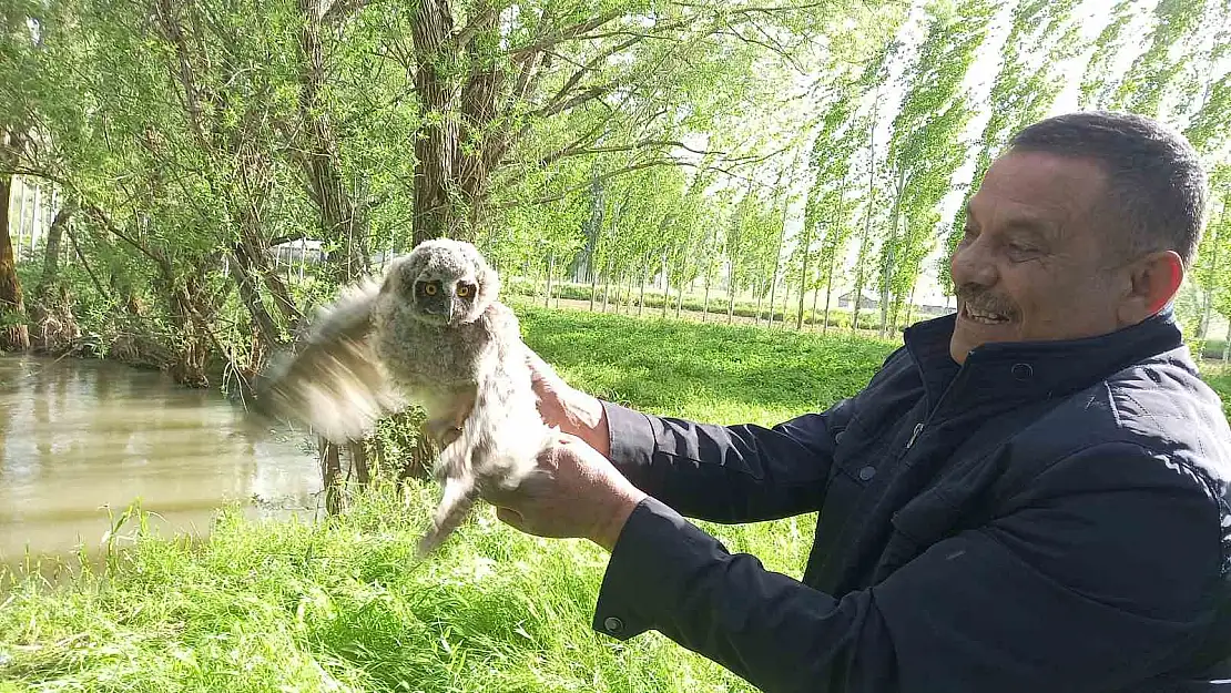 Yavru baykuş yuvadan düştü, vatandaşlar seferber oldu