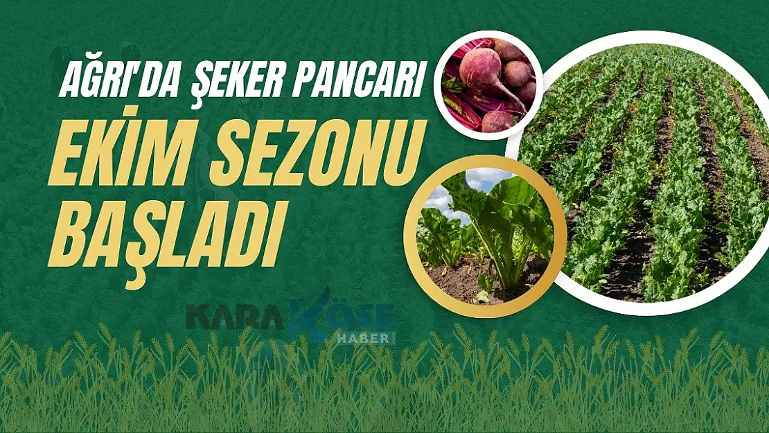 Ağrı'da şeker pancarı ekimi