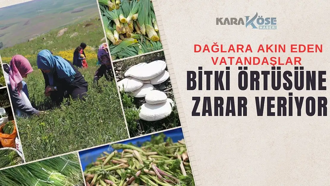 Baharın Gelmesiyle Dağlara Akın Eden Vatandaşlar Bitki Örtüsüne Zarar Veriyor