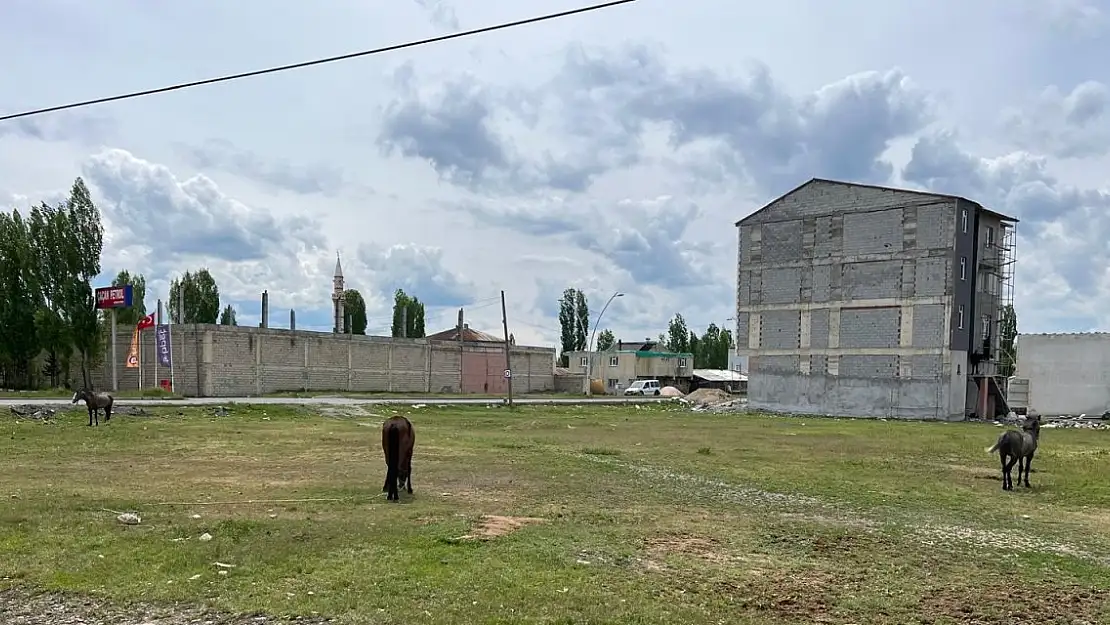 Şehir Merkezindeki Sahipsiz Atlar Görenleri Şaşırtıyor