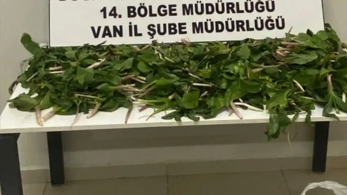 Van'da dev soğan bitkileriyle yakalanan 6 kişiye ceza yağdı