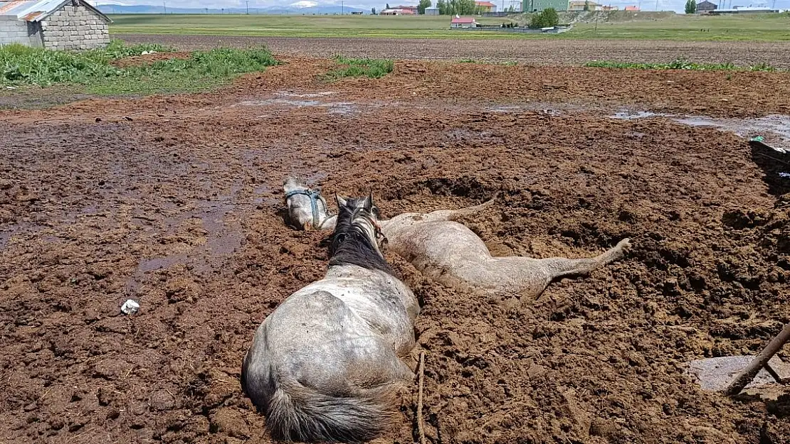 Ağrı'da Mayısa batan Atları itfaiye ekipleri kurtardı