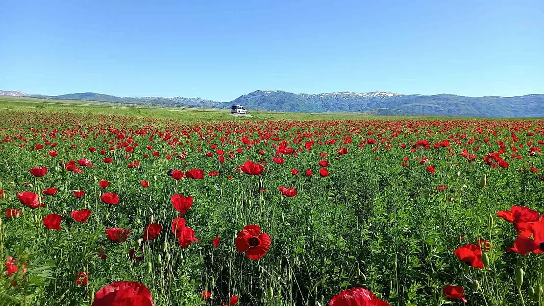 Bitlis'te açmaya başlayan gelincikler doğayı süslüyor