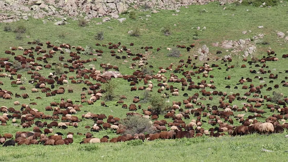 Ağrı'nın Cumaçay Yaylası koyun ve kuzularla şenlendi