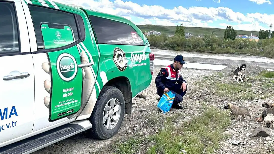 Ağrı Jandarma sokak hayvanları için doğaya çıktı