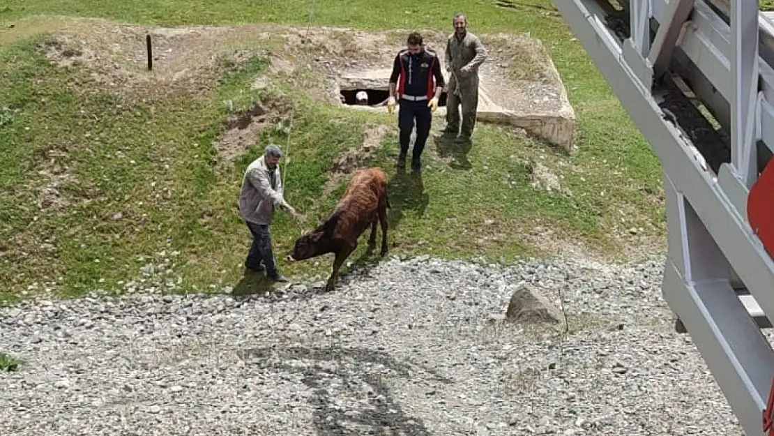 Hayvan Pazarından dönen tosun su kuyusuna düştü