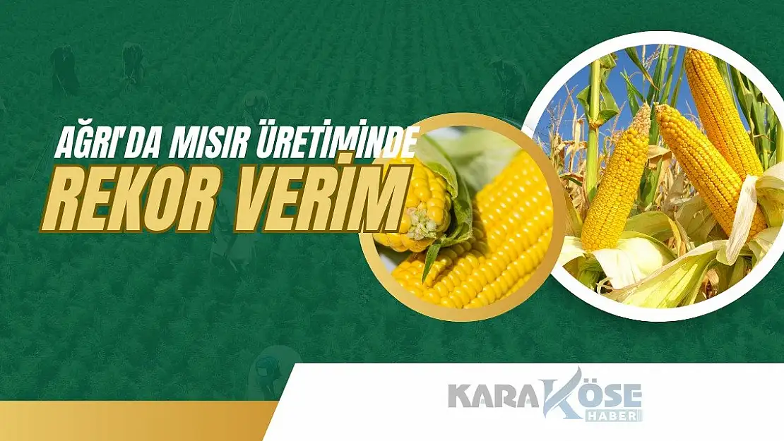 Ağrı'da Mısır Üretiminde Rekor Verim
