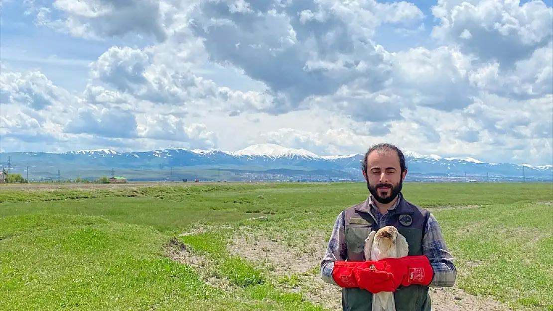 Erzurum'da bitkin bulunan küçük kartal tedavi edildi