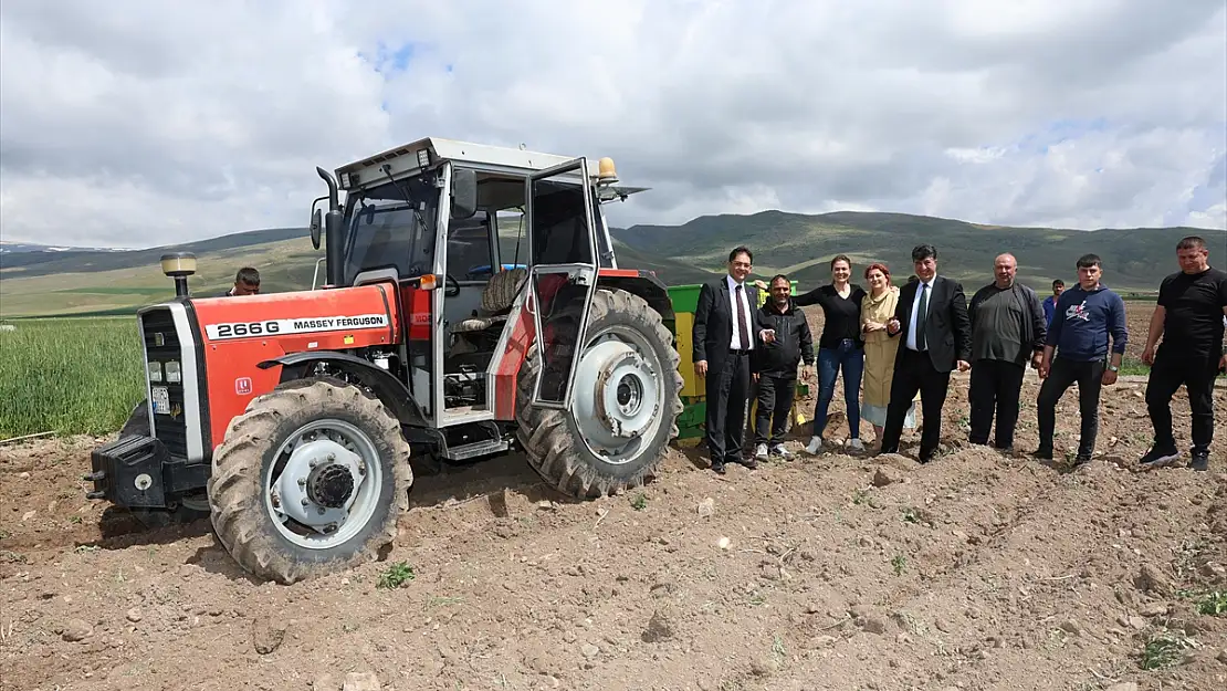 Erzurum'un mor patates üretimi başladı