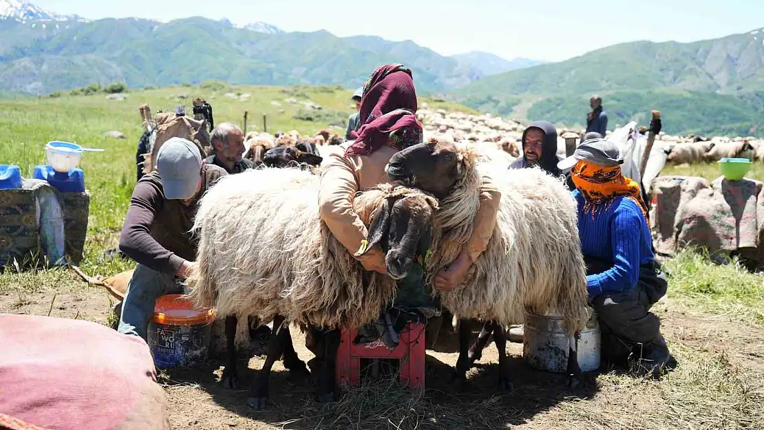 Muş'ta berivanlar süt sağım mesaisine başladı