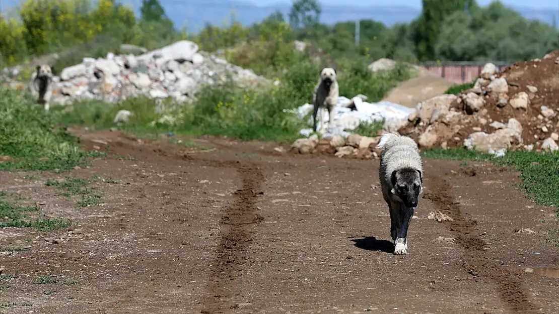 Muş'ta farklı yerlerden getirilerek bırakılan sahipsiz köpekler yöre halkını korkutuyor