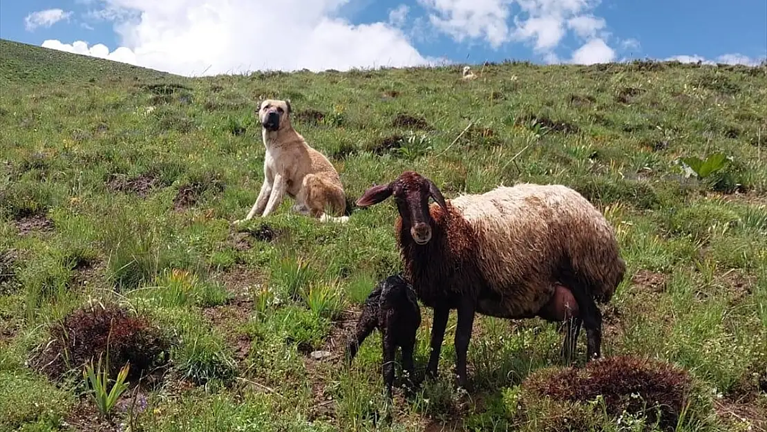 Erzurum'da kayıp Kangal köpeğinin vefası görenleri duygulandırdı
