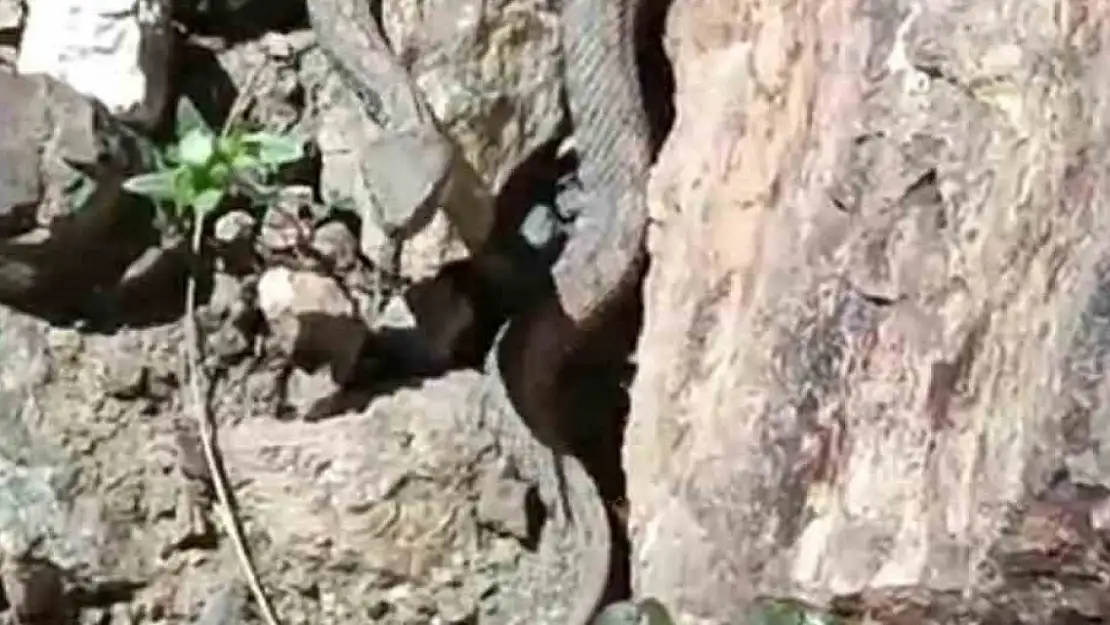 En son Ağrı'da görülmüştü! Türkiye'nin en zehirli yılanı görüldü