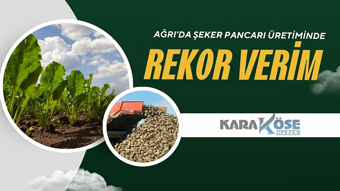 Ağrı'da Şeker Pancarı Üretiminde Rekor Verim