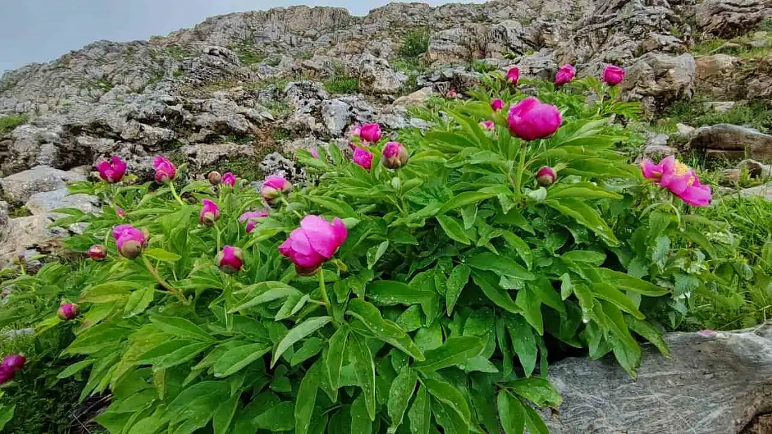 Bitlis'te şakayıklar çiçek açtı